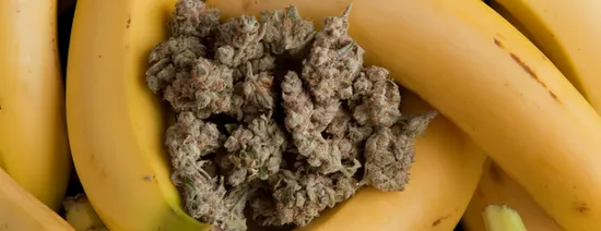 Cannabis Hybrid : quelles différences avec la Sativa et Indica ? — illustration