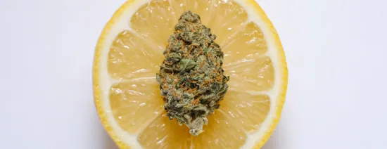 Cannabis Hybrid : quelles différences avec la Sativa et Indica ? — illustration