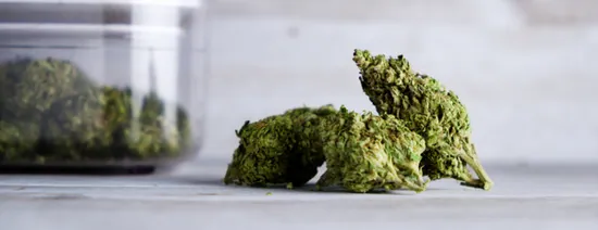 Cannabis Hybrid : quelles différences avec la Sativa et Indica ? — illustration