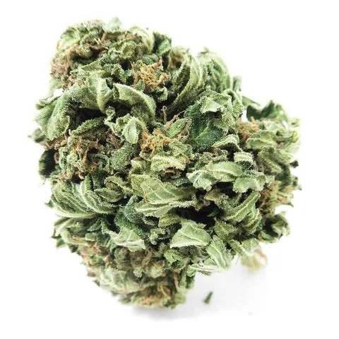 Chanvre, Cannabis CBD, de la fleur au chènevis — illustration