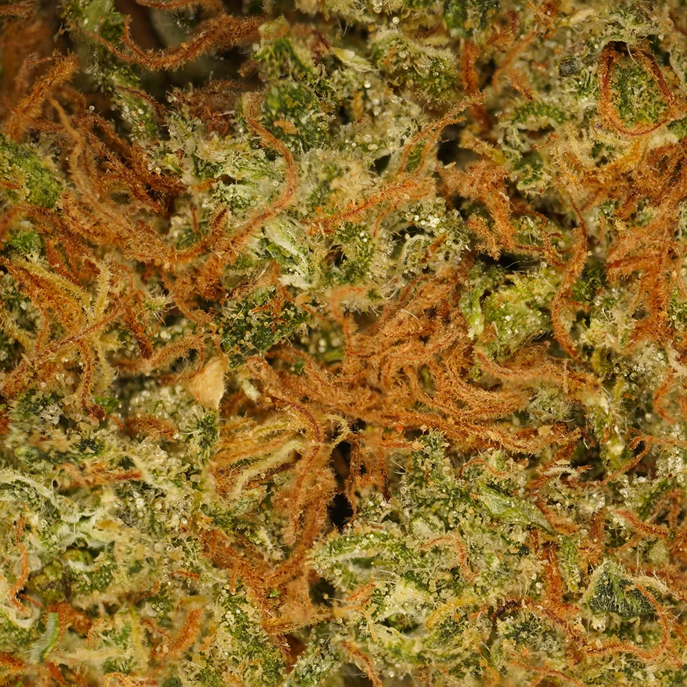 laboratoire cbd
