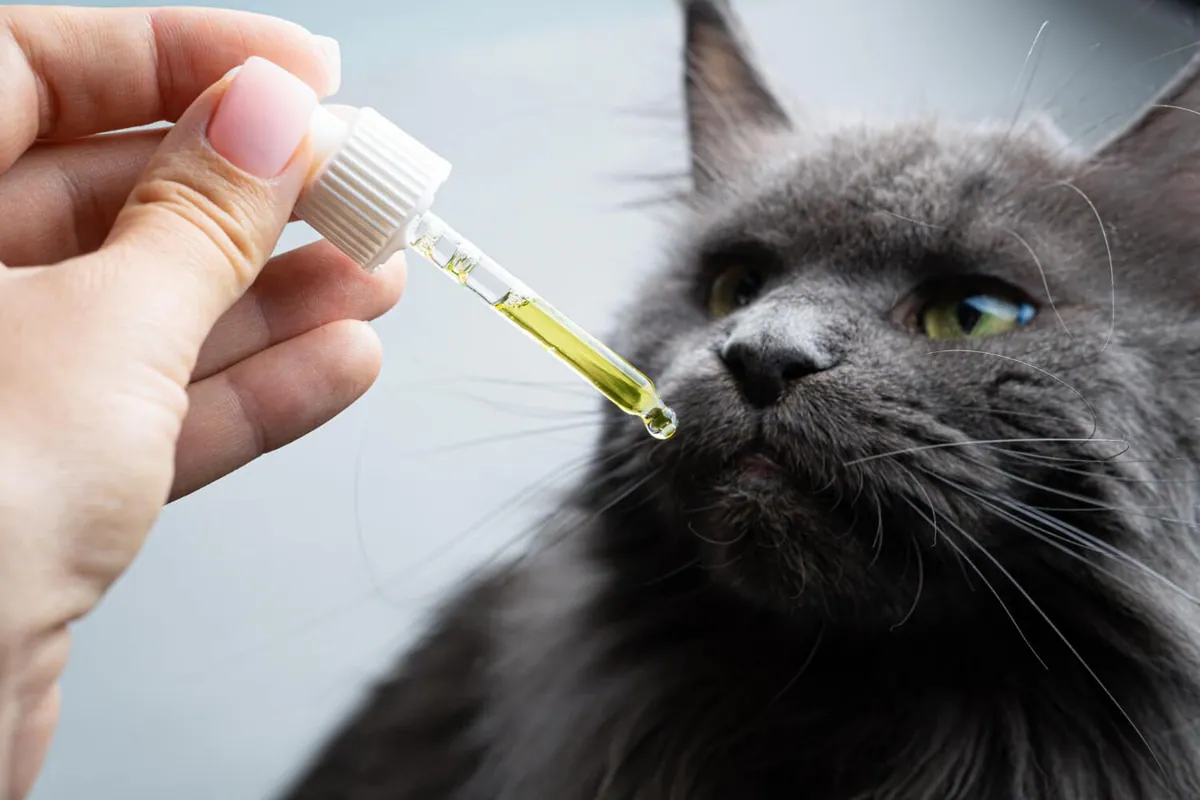 Huile de CBD pour les animaux : comment la choisir ?