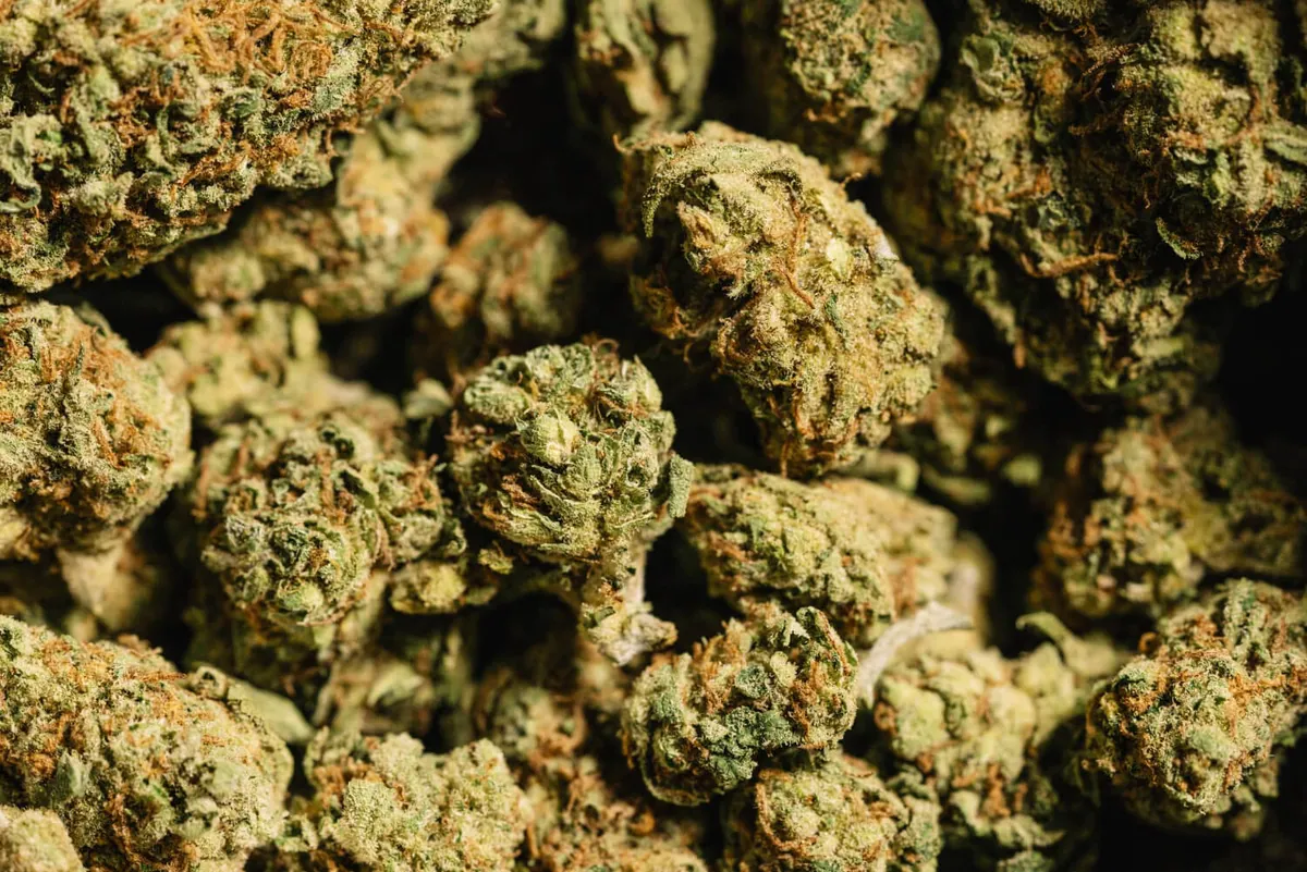 Top 10 des meilleures fleurs CBD à fumer en 2025