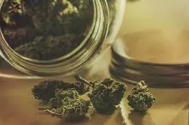 Comment conserver au mieux vos fleurs de CBD ?