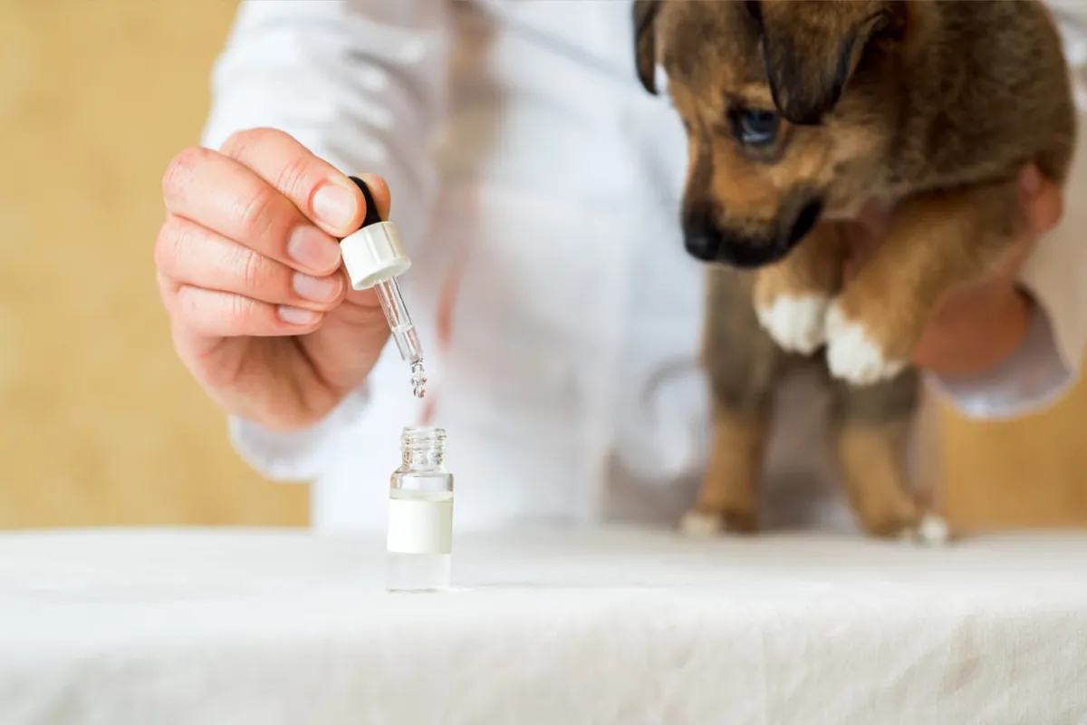 Comment bien doser l'huile de CBD pour son chien ?
