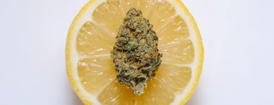 Origines et caractéristiques de la variété Lemon Haze