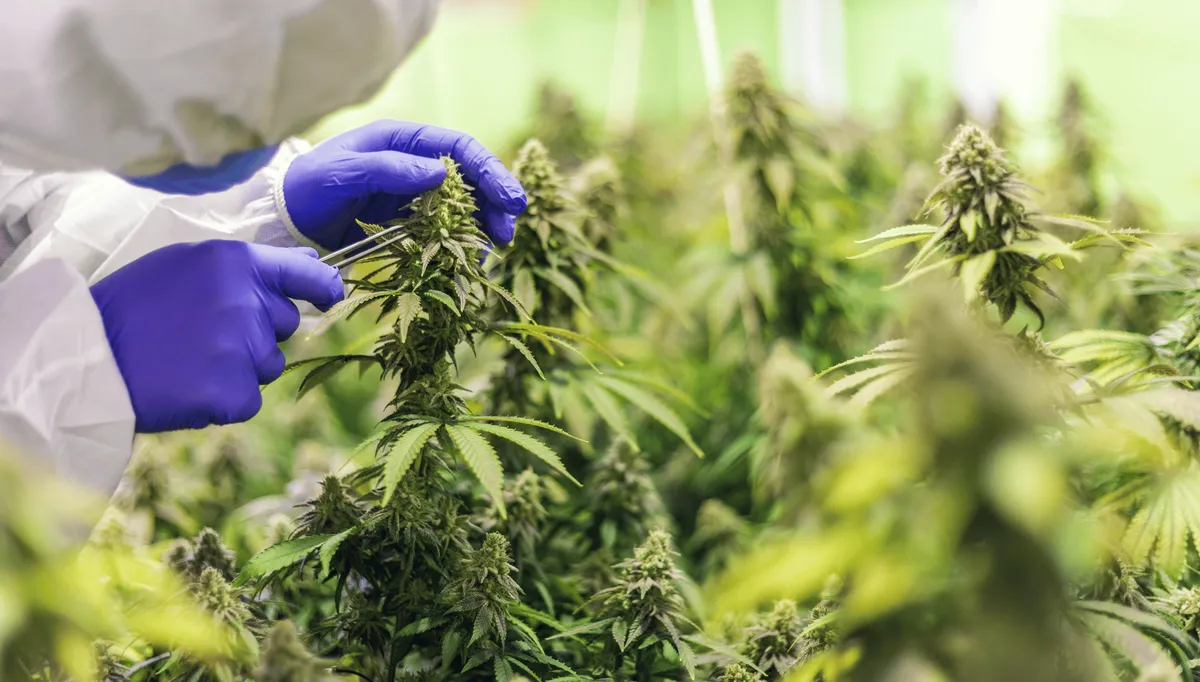 L'huile de CBD peut-elle périmer ?