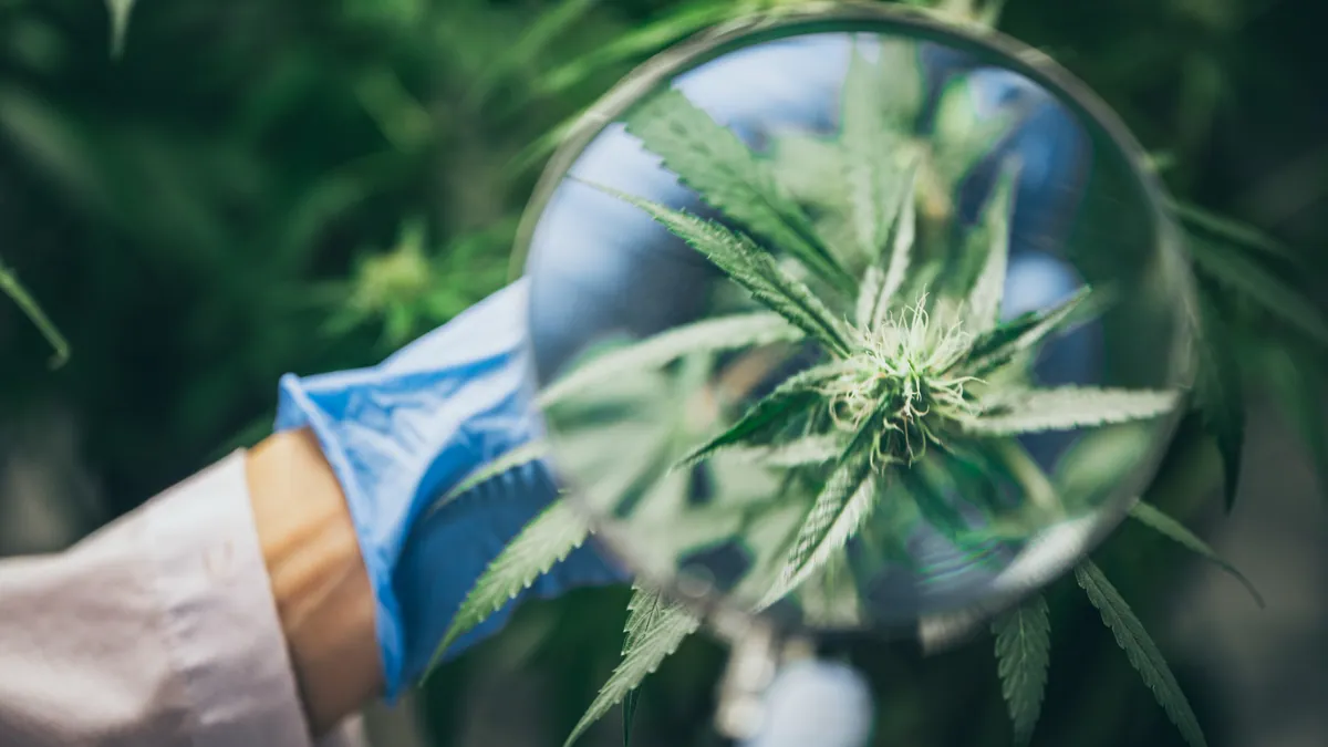 Découvrez les produits THC-P : Un Cannabinoïde exclusive