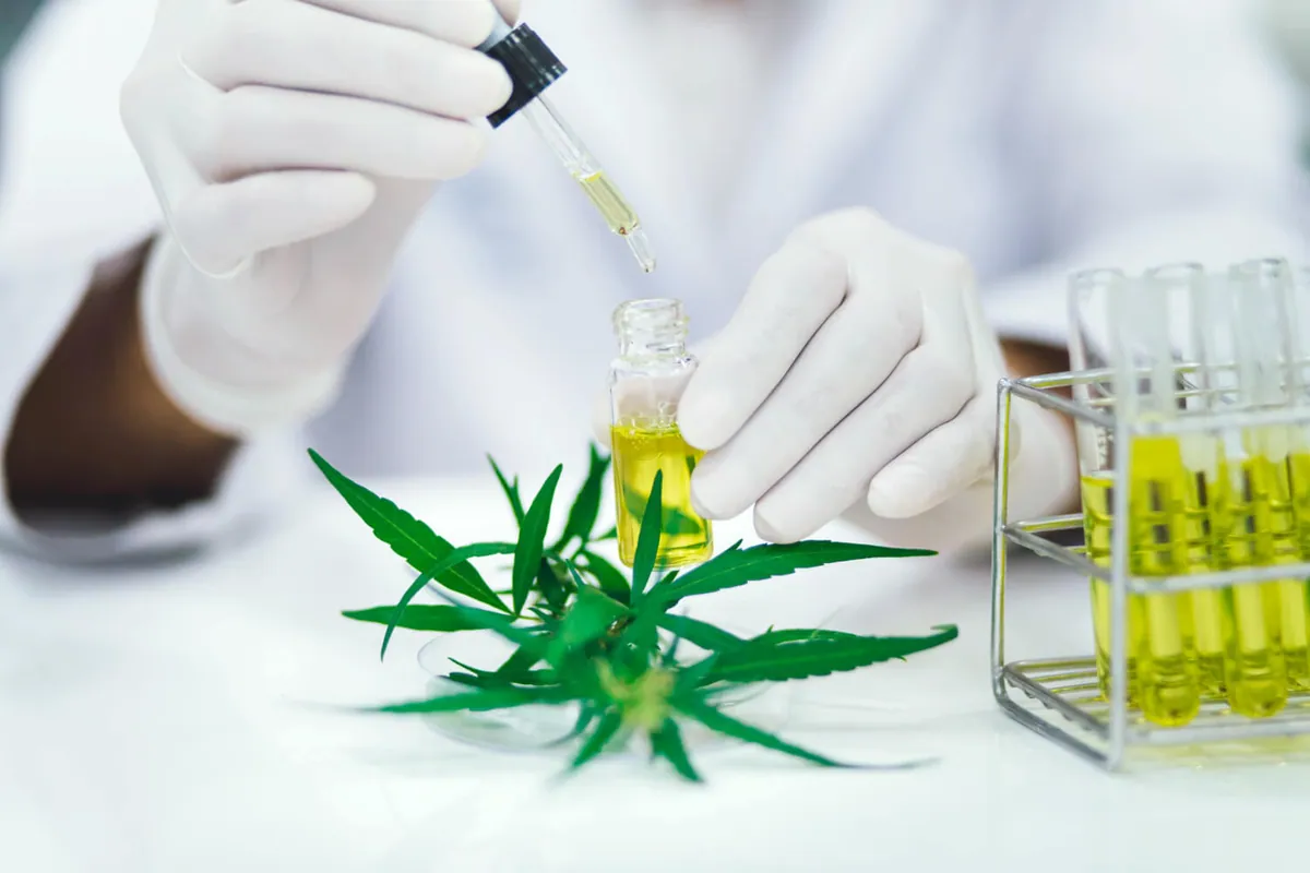 En quoi consiste la biodisponibilité d'une huile de CBD ?