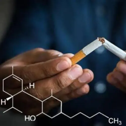 CBD et addictions : état des connaissances