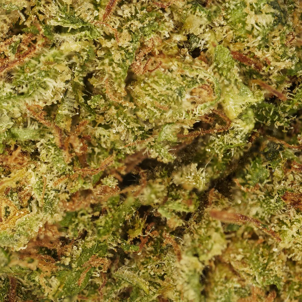 Pourquoi certaines fleurs CBD sentent plus fort que d’autres ? — illustration