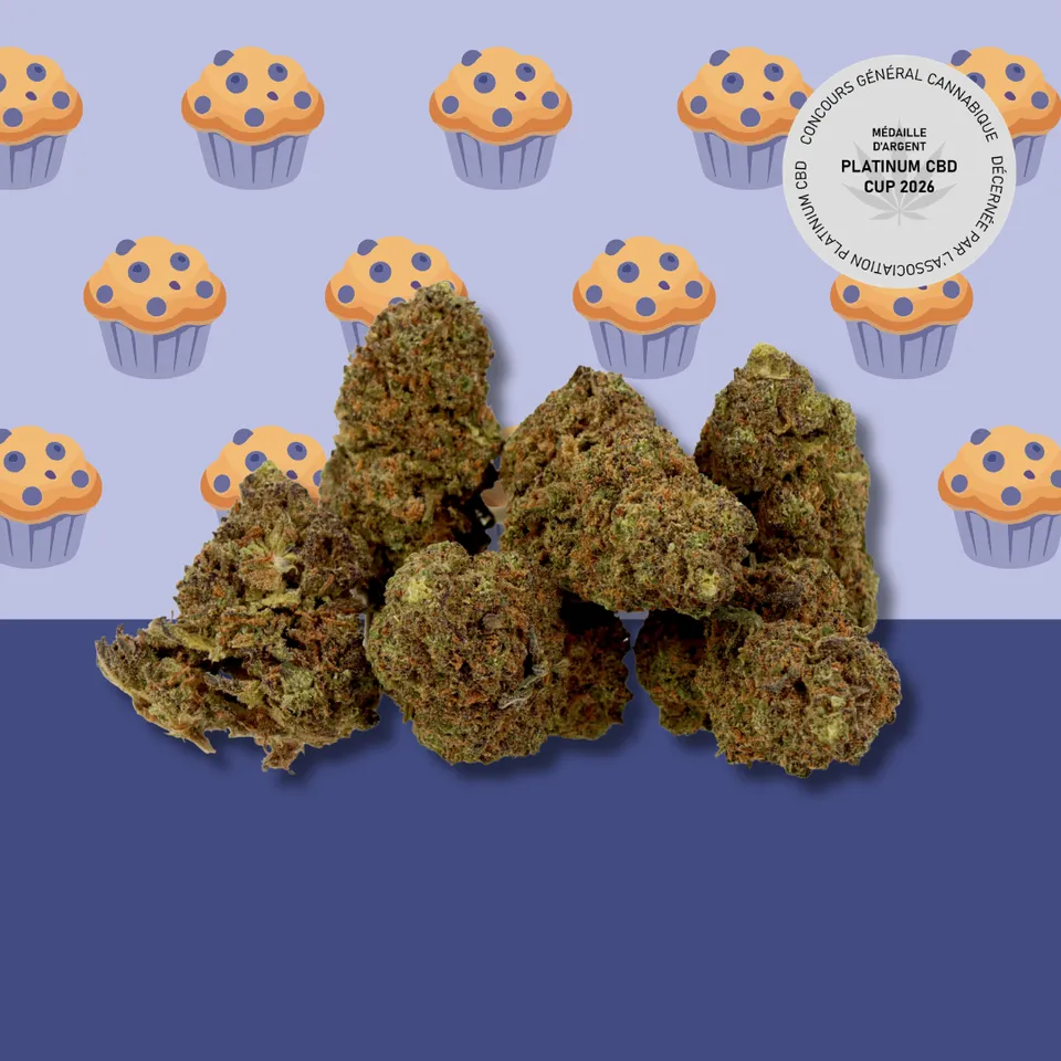 Blueberry Muffin — fleur de CBD greenhouse — vue principale