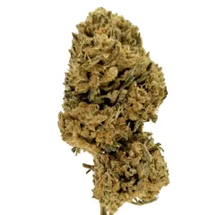 Pineapple Express — fleur de CBD greenhouse — vue 2 sur 8