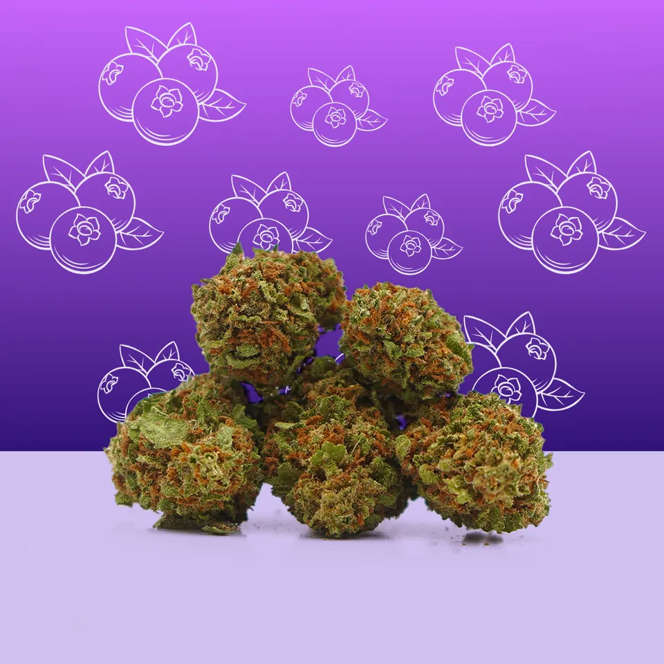 Blueberry — fleur de CBD greenhouse — vue principale