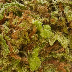 Blueberry — fleur de CBD greenhouse — vue 2 sur 3