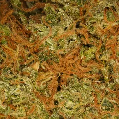 Blue Dream — fleur de CBD hydroponique — vue 2 sur 3