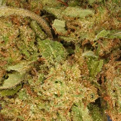Bubba Kush — fleur de CBD greenhouse — vue 2 sur 3