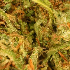 Cali Grape — fleur de CBD indoor — vue 2 sur 3