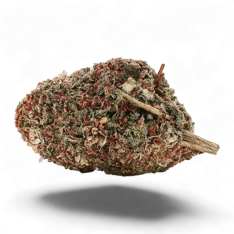 Gelato+