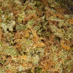 Royal Cheese — fleur de CBD greenhouse — vue 2 sur 3