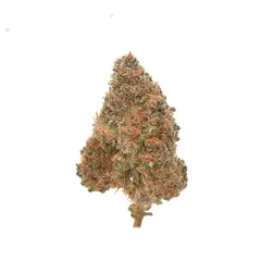 Sour Diesel — fleur de CBD greenhouse — vue 3 sur 3