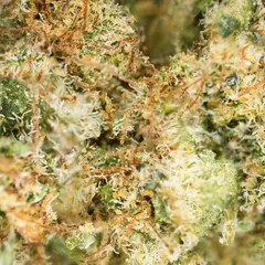 Critical+ 2.0 — fleur de CBD hydroponique — vue 2 sur 3