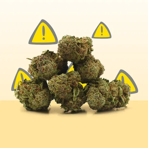 Critical — fleur de CBD indoor — vue principale