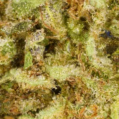 Critical — fleur de CBD indoor — vue 2 sur 3