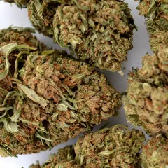 Pineapple Express — fleur de CBD greenhouse — vue 4 sur 8