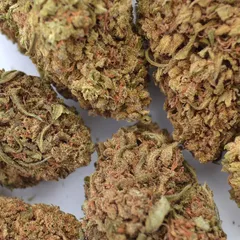 AK-47 — fleur de CBD greenhouse — vue 4 sur 8