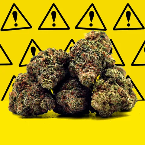 Critical+ 2.0 — fleur de CBD hydroponique — vue principale