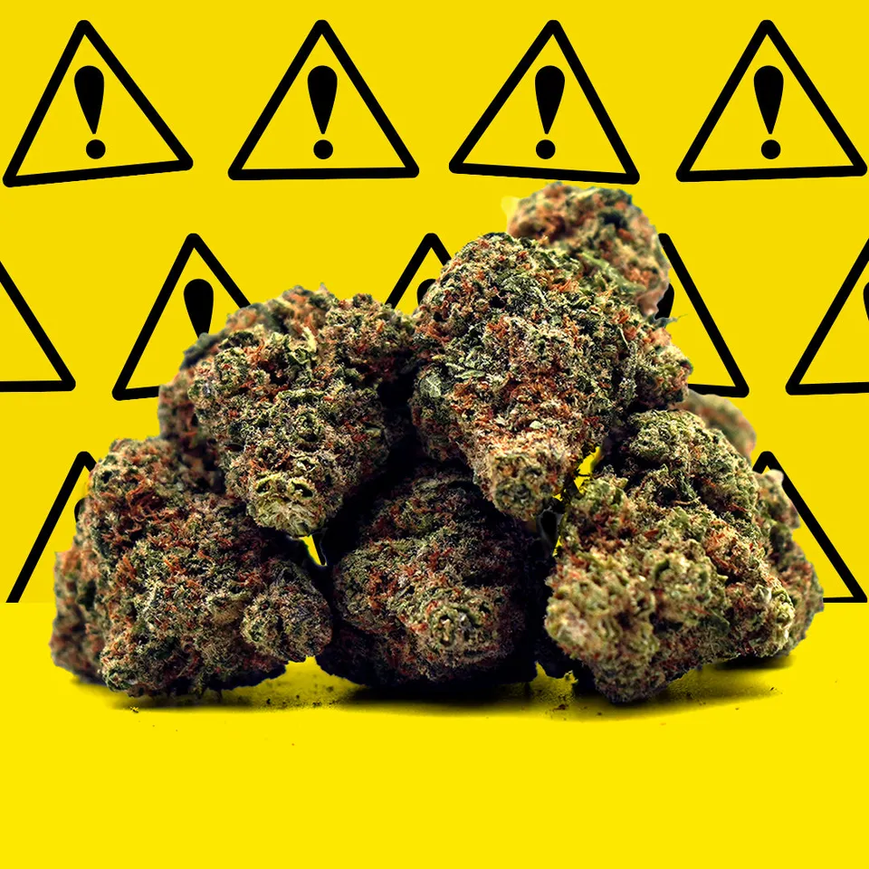 Critical+ 2.0 — fleur de CBD hydroponique — vue principale