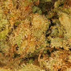 Gelato — fleur de CBD indoor — vue 2 sur 3