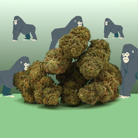 Gorilla Glue — fleur de CBD indoor — vue principale