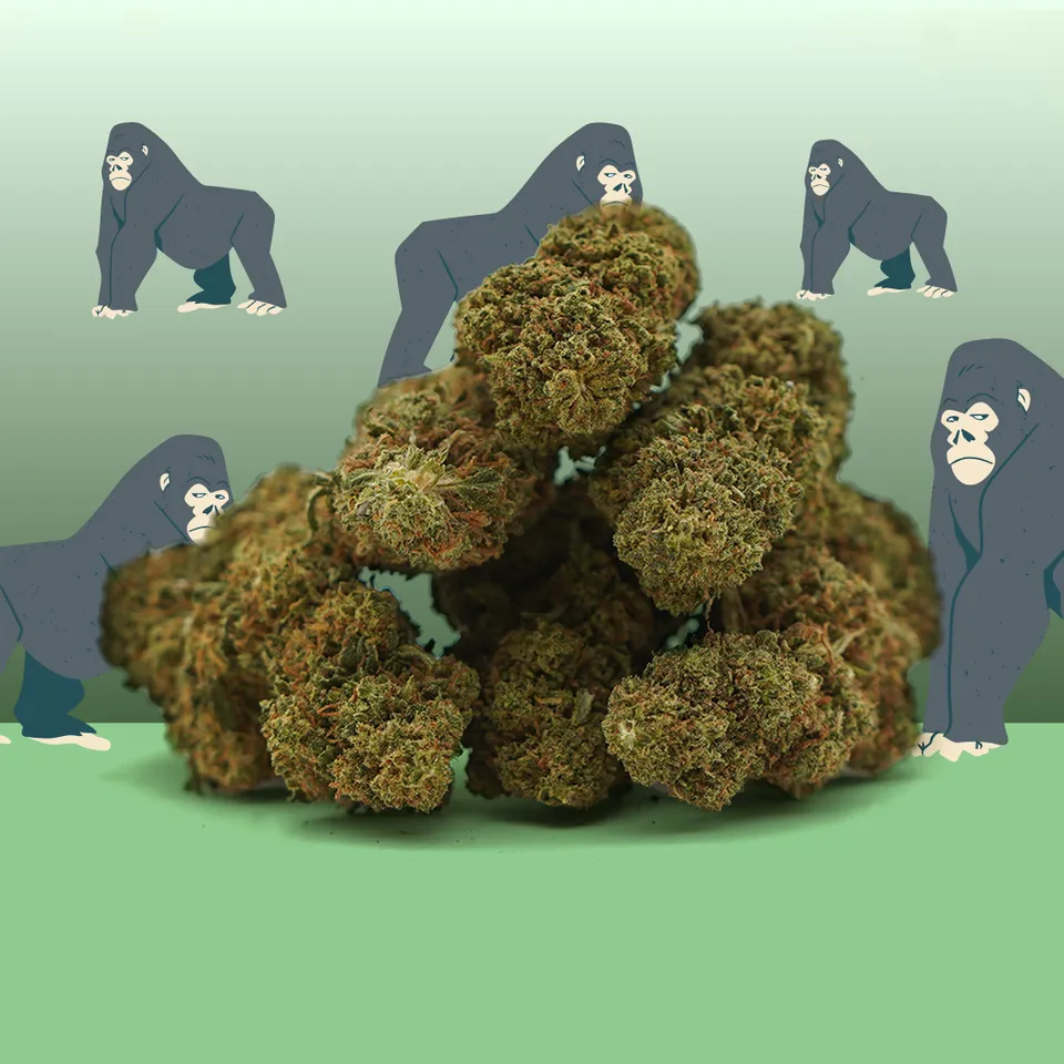 Gorilla Glue — fleur de CBD indoor — vue principale