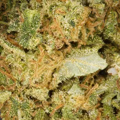Tropical Haze — fleur de CBD indoor — vue 2 sur 2