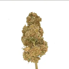 Gorilla Glue — fleur de CBD indoor — vue 3 sur 3