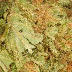 Harlequin — fleur de CBD greenhouse — vue 2 sur 3