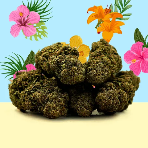Hawaiian — fleur de CBD indoor — vue principale