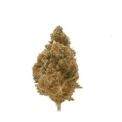 Jack Herer — fleur de CBD greenhouse — vue 3 sur 3