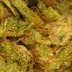 Lemon — fleur de CBD greenhouse — vue 2 sur 3