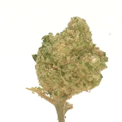 Mango Haze — fleur de CBD hydroponique — vue 3 sur 3