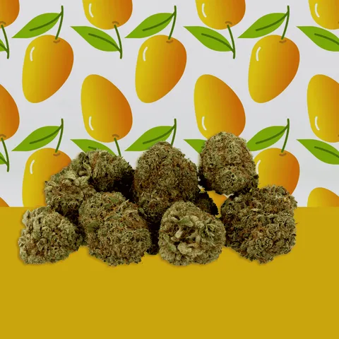Mango Haze — fleur de CBD hydroponique — vue principale