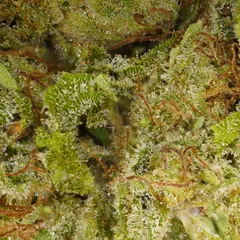 Mango Haze — fleur de CBD hydroponique — vue 2 sur 3