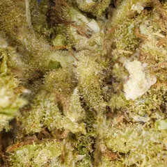 Northern Lights — fleur de CBD greenhouse — vue 2 sur 3