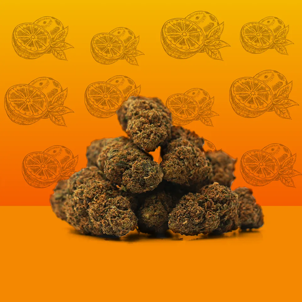 Orange Bud — fleur de CBD greenhouse — vue principale