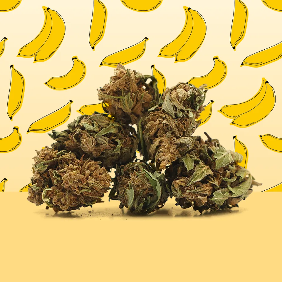 Banana Small Buds — fleur de CBD — vue principale