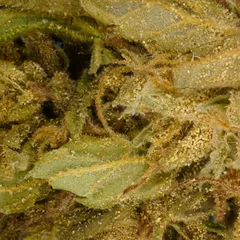 Banana Small Buds — fleur de CBD — vue 2 sur 2