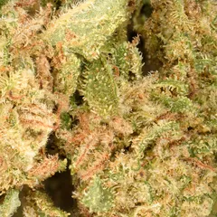 White Widow Small Buds — fleur de CBD — vue 2 sur 2