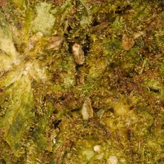 Cheese Small Buds — fleur de CBD — vue 2 sur 2